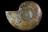Agatized Ammonite Fossil (Half) - Madagascar #83860-1
